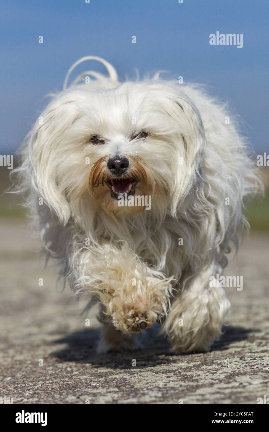 La piccola Havanese dai capelli lunghi corre piena vita su una strada sullo sfondo di un cielo blu. La piccola Havanese dai capelli lunghi corre piena di vita in una strada della Foto Stock