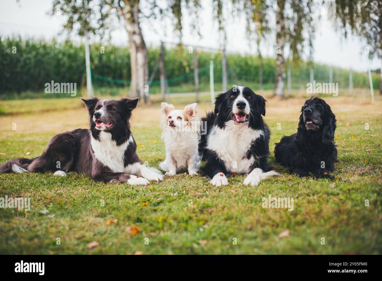 Quattro cani (Border Collies, Chihuahua e Cocker Spaniel inglese) Foto Stock