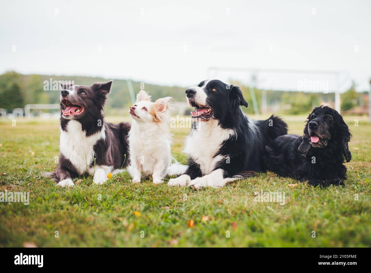 Quattro cani (Border Collies, Chihuahua e Cocker Spaniel inglese) Foto Stock