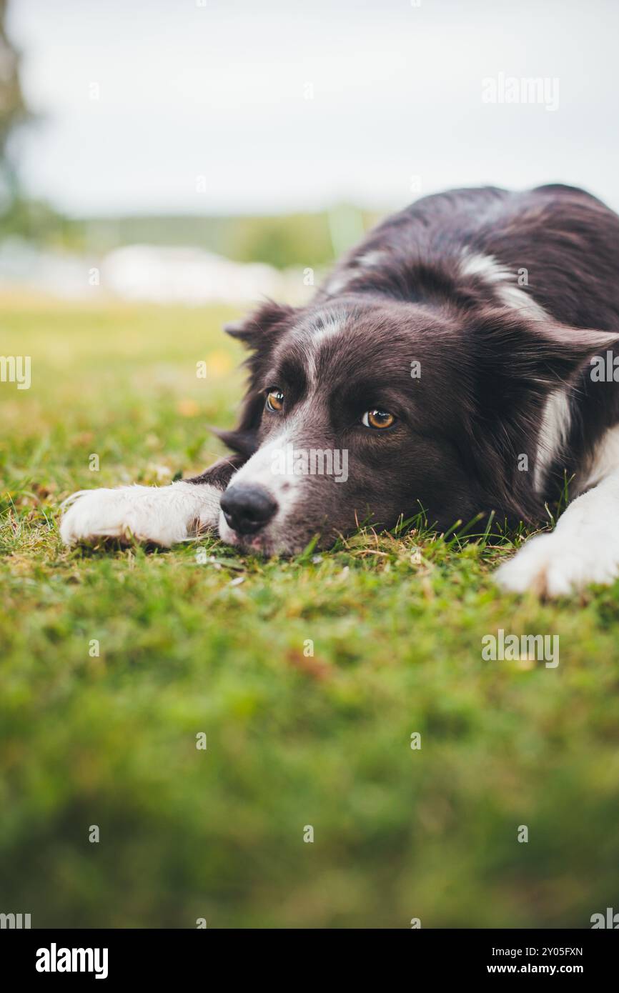 Collie di bordo Foto Stock