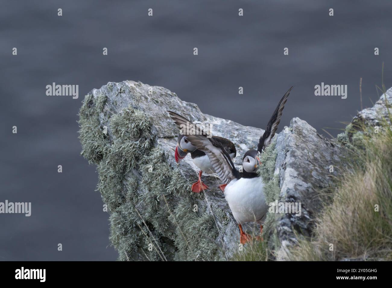 Due pulcinelle di mare dell'Atlantico sedute su una roccia, una con le ali distese Foto Stock