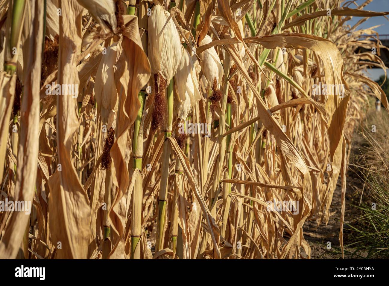 Duisburg, Renania settentrionale-Vestfalia, Germania, 7 agosto 2018: Vista su un campo di mais essiccato dopo un'ondata di caldo e settimane senza pioggia, Europa Foto Stock