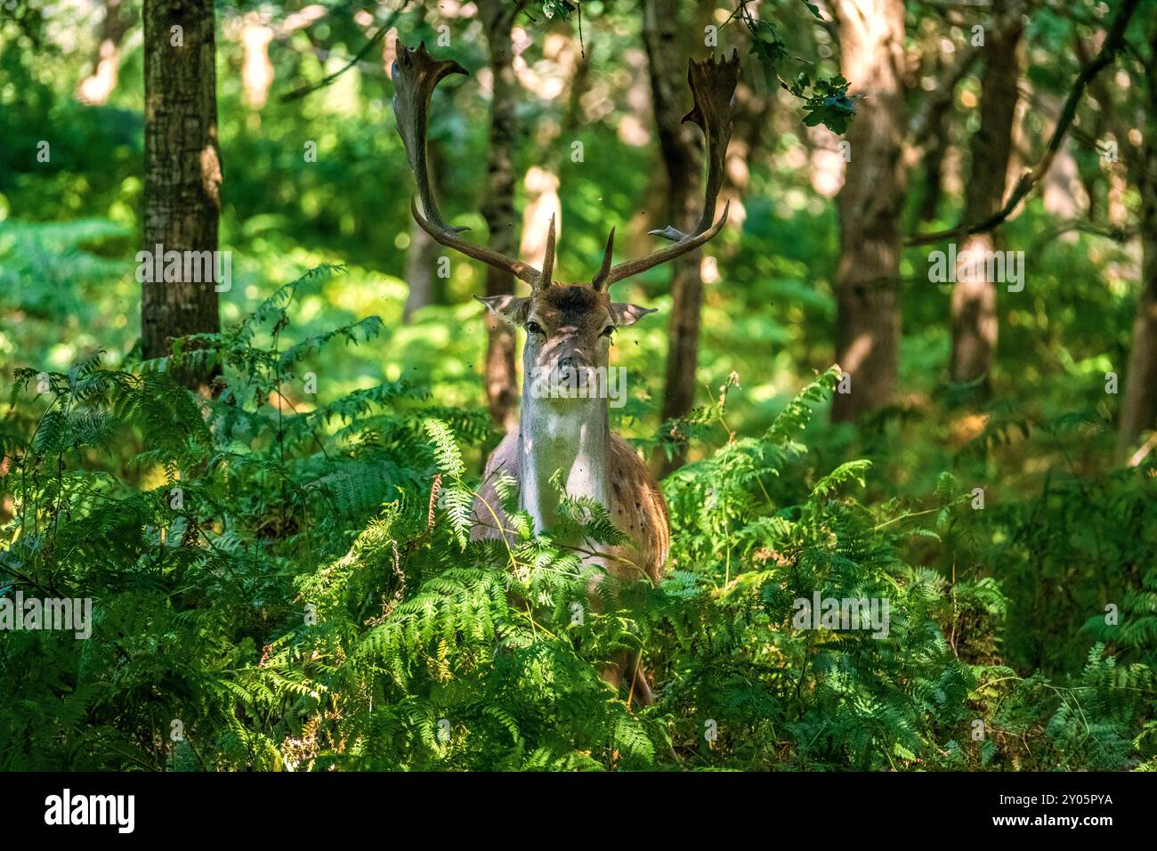 Il cervo a riposo, il cervo o il cecchino nella foresta dannava la luce che si nutriva dalla vegitazione. Foto Stock
