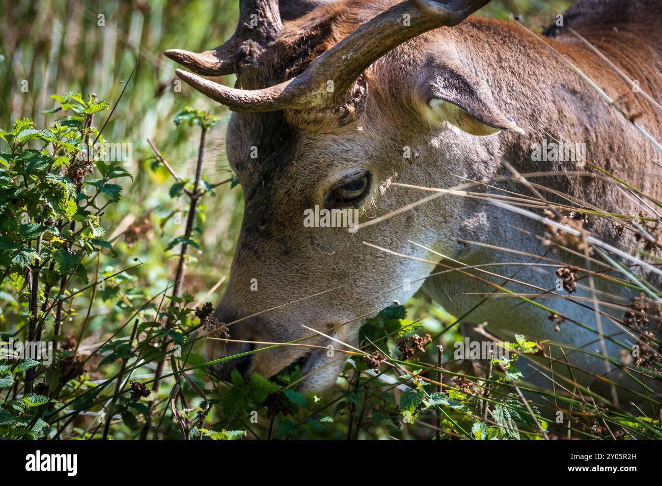 Il cervo a riposo, il cervo o il cecchino nella foresta dannava la luce che si nutriva dalla vegitazione. Foto Stock
