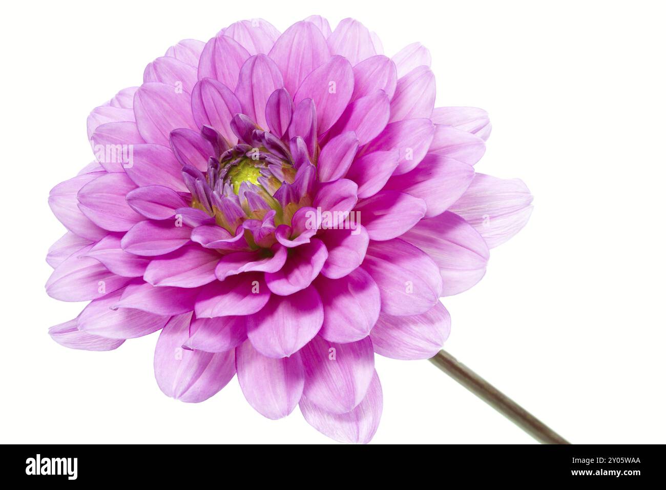 Dahlia in fiore con grande profondità di campo Foto Stock