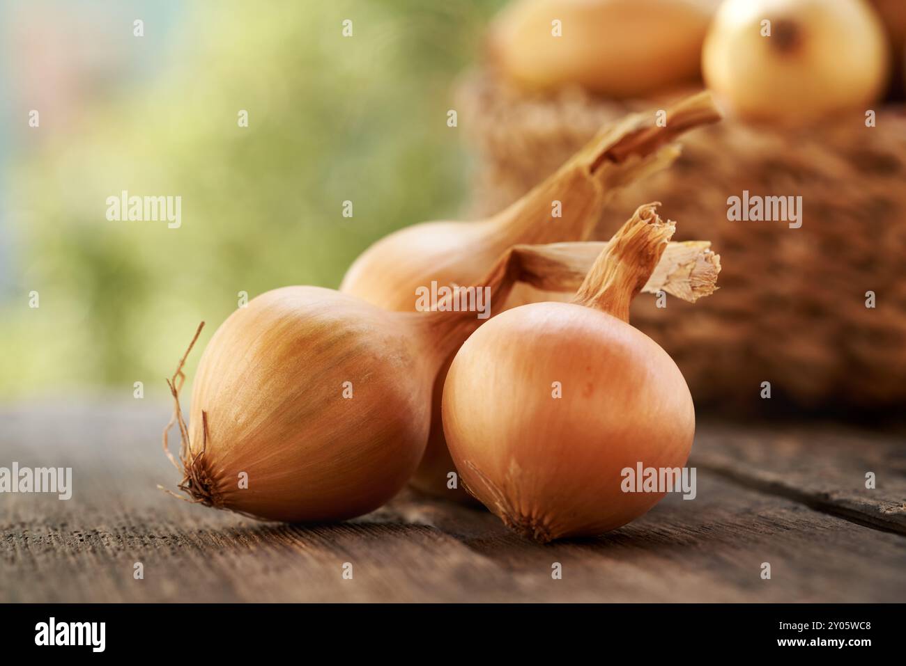 Cipolle gialle su un tavolo all'aperto, primo piano Foto Stock