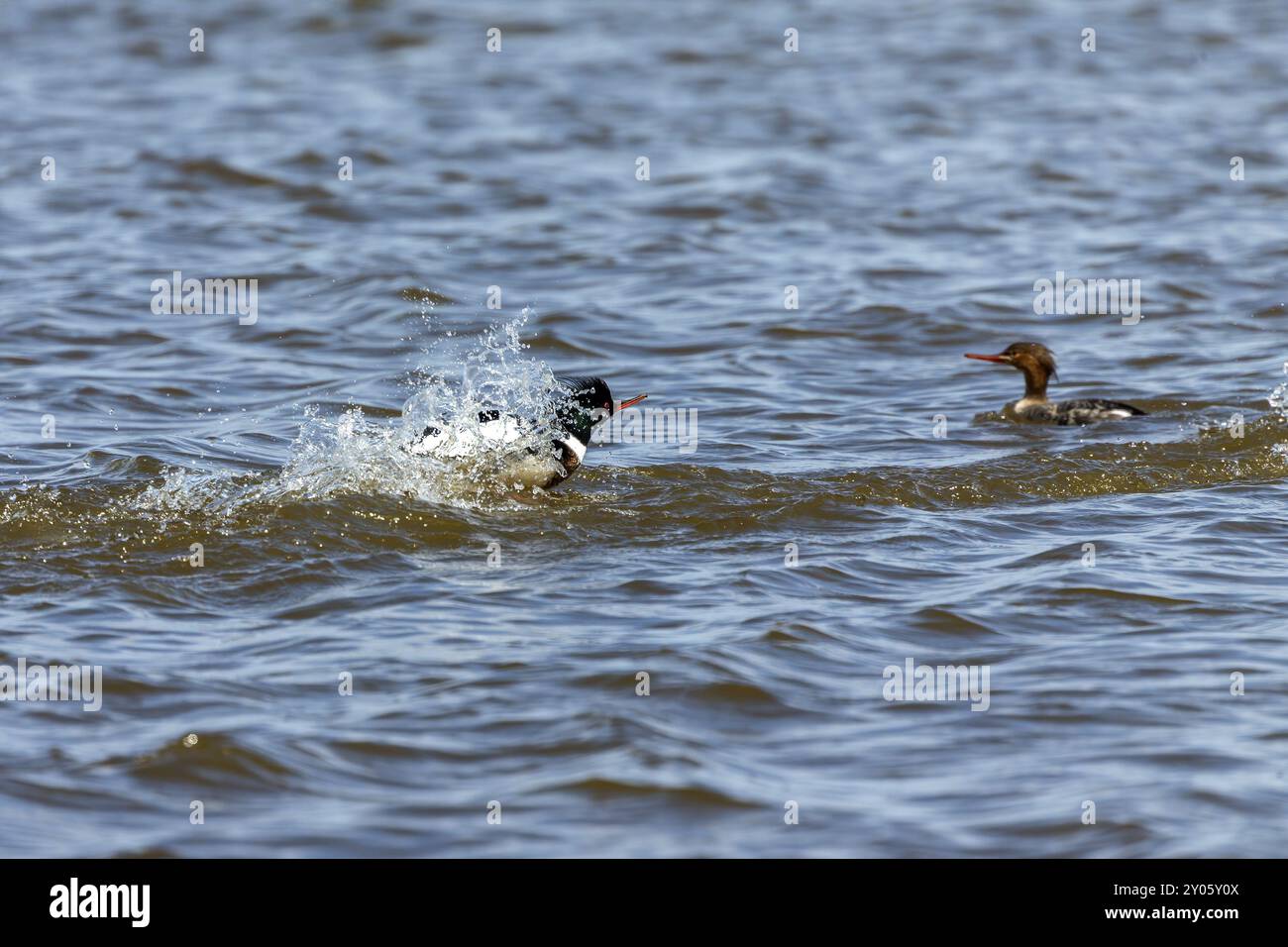 Merganser rosso al petto. Scena naturale dal lago Michigan, Wisconsin Foto Stock