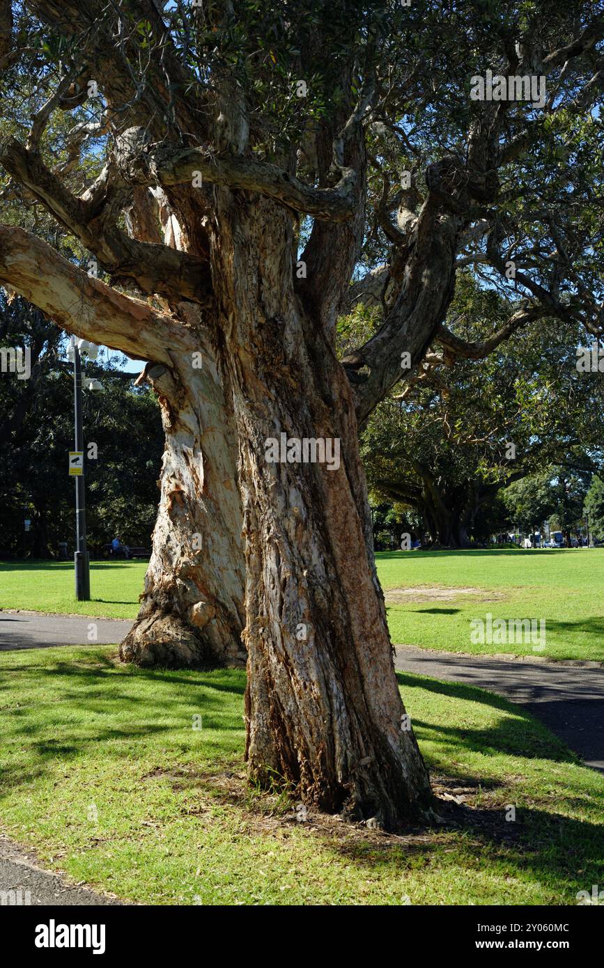 Ampi alberi di Paperbark a Domain, Sydney - la corteccia sembra indicare che gli alberi si torcono mentre crescono verso l'alto, il secondo albero più del Foto Stock