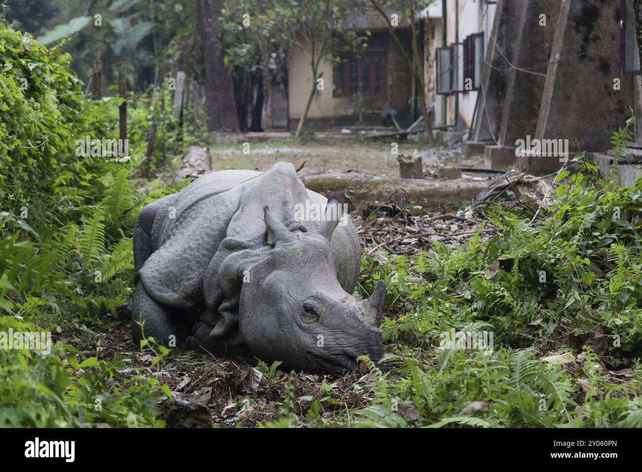 Un rinoceronte giace in un giardino nel villaggio del Parco Nazionale di Chitwan, Nepal, Asia Foto Stock