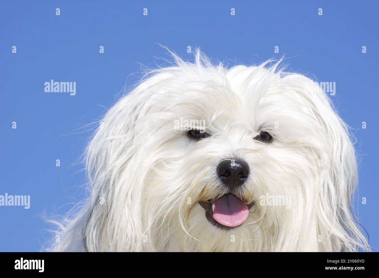 Foto soleggiata di un Havanese Foto Stock