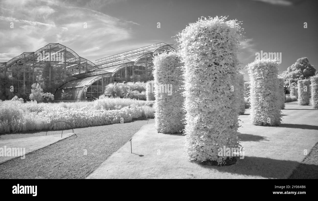 RHS Wisley, topiario a infrarossi, giardino. Foto Stock