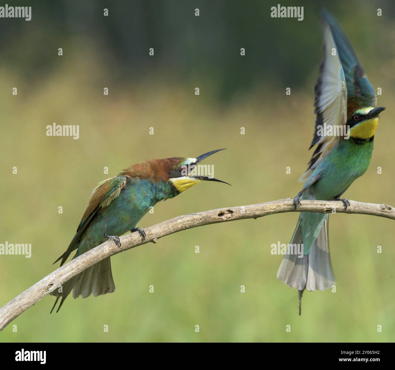 Due i gruccioni, su un ramo: una diffusione di ali Foto Stock