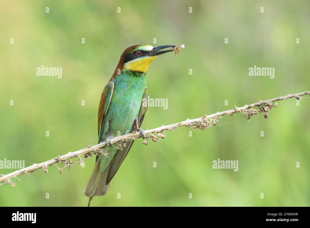 Gruccione (chiamato anche Merops apiaster) su un ramo che mangia insetti Foto Stock