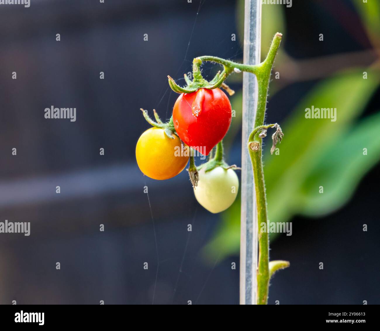 Tre fasi di un pomodoro su un albero Foto Stock