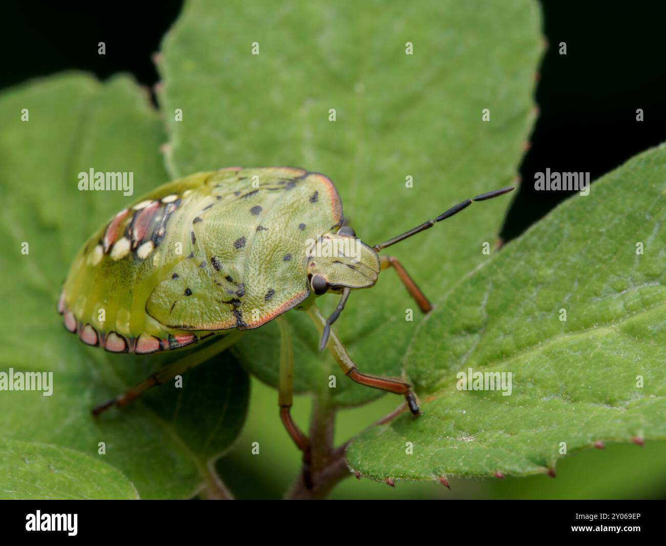 Insetto verde Nezara viridula. insetto naturale. insetti verdi Foto Stock