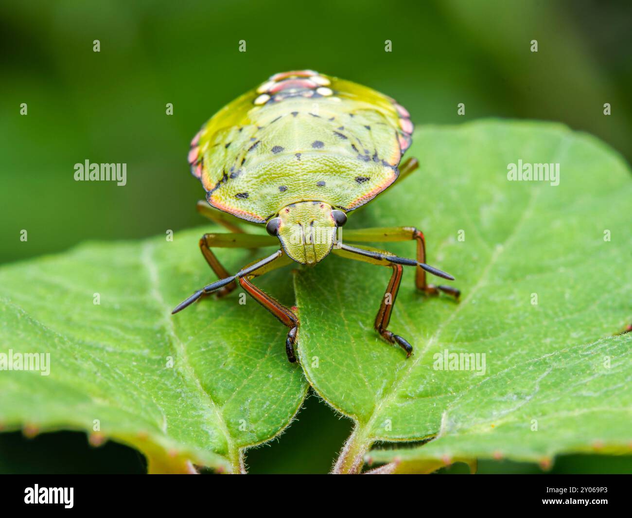 Insetto verde Nezara viridula. insetto naturale. insetti verdi Foto Stock