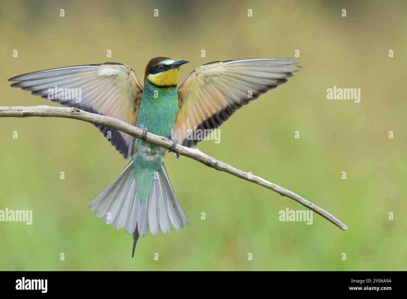 Gruccione (chiamato anche Merops apiaster) spalmatura ali su di un ramo Foto Stock