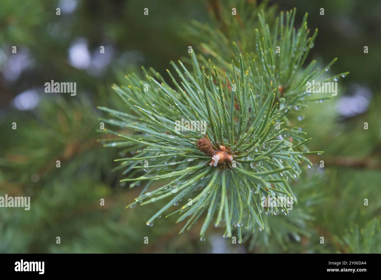 Brunch di abete. Messa a fuoco superficiale. Brunch soffice di abete. Spazio di copia Foto Stock