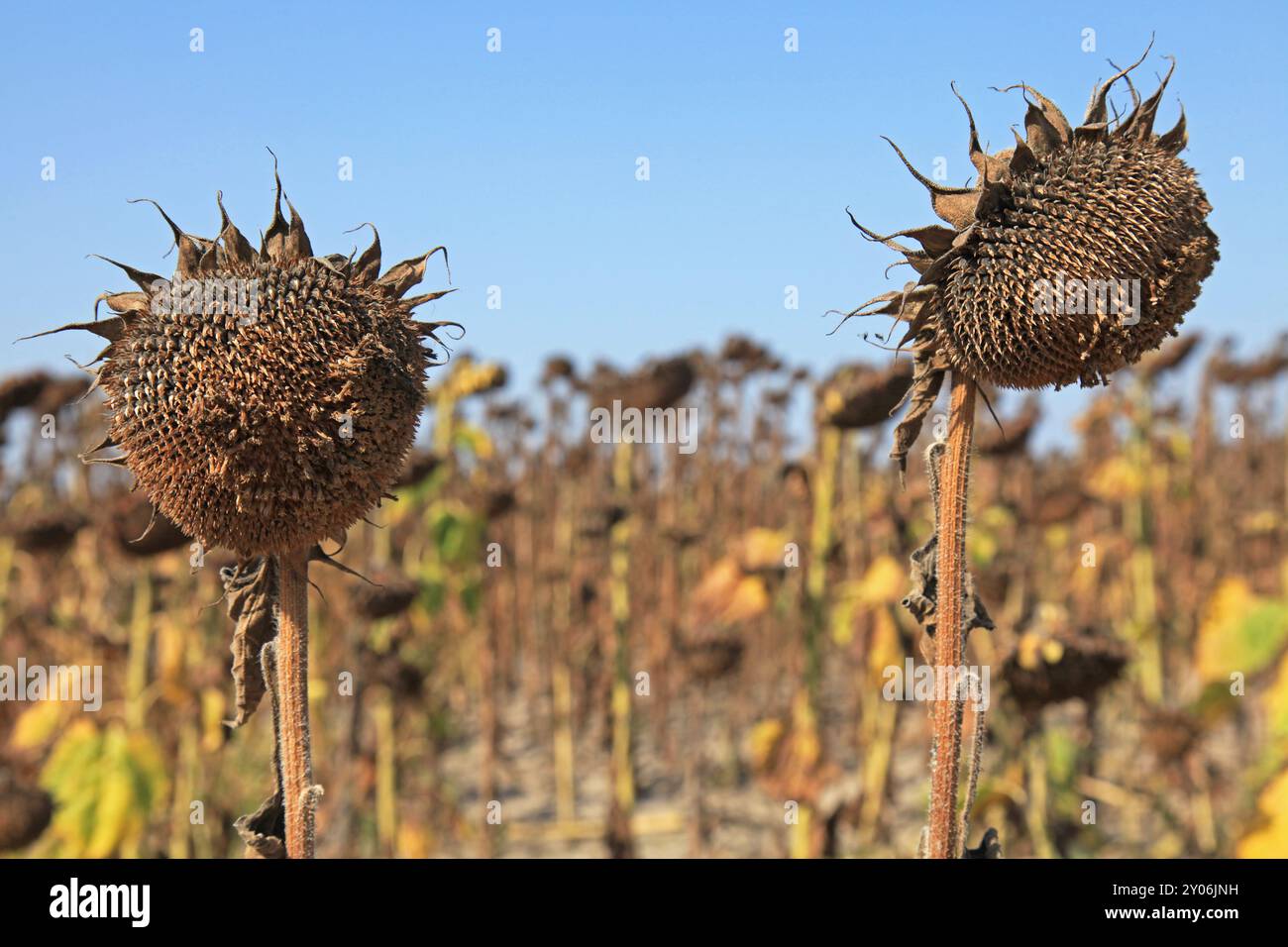 Due teste di girasole con semi nel campo agricolo autunnale. Girasoli maturi e secchi. Colture tecniche, agricole, oleaginose. Raccolta e foraggi per il bestiame. Foto Stock