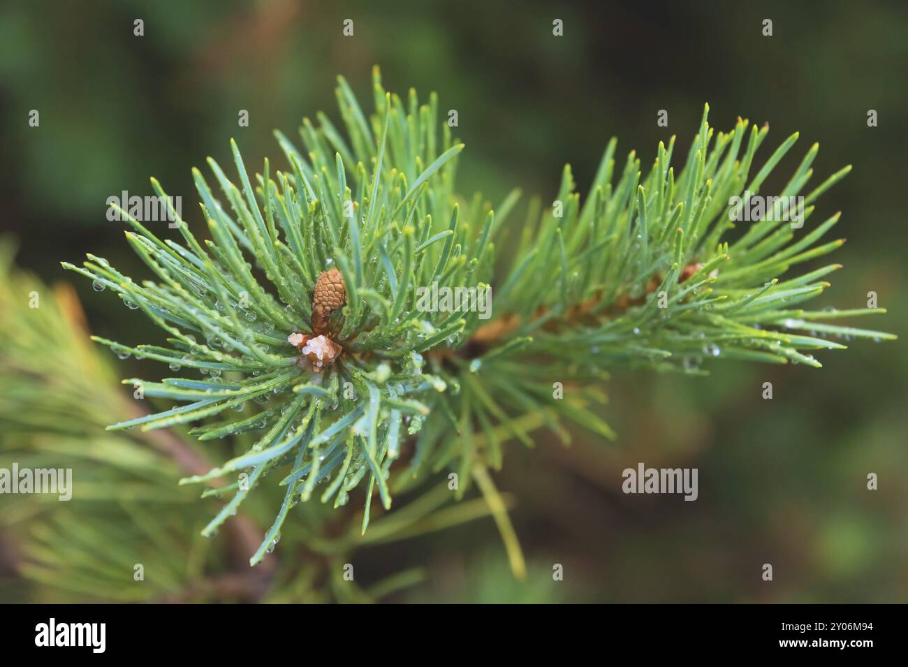 Brunch di abete. Messa a fuoco superficiale. Brunch soffice di abete. Spazio di copia Foto Stock