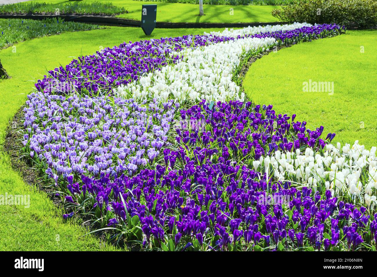 Colorata viola e lilla crocus fiorisce nel giardino di primavera Foto Stock