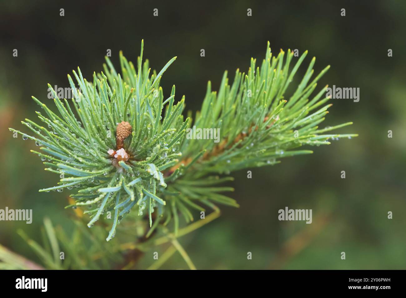 Brunch di abete. Messa a fuoco superficiale. Brunch soffice di abete. Spazio di copia Foto Stock