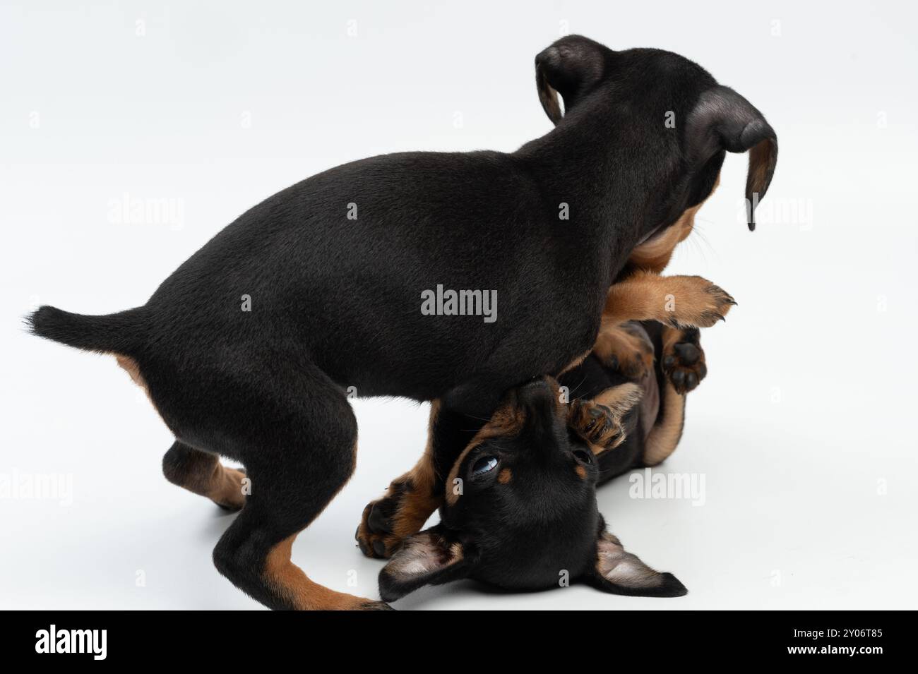 Primo piano del gioco dei cuccioli isolati su sfondo bianco dello studio Foto Stock