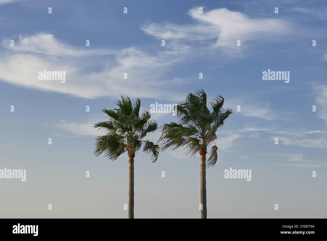 Due alti alberi di pam contro un cielo blu nuvoloso con spazio copia simbolo di viaggi e vacanze estive Foto Stock