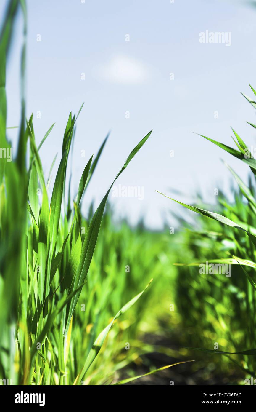 Macro primo piano di erba di grano che cresce dalle radici nel terreno sotto il cielo blu e le nuvole bianche. Angolo extra basso Foto Stock