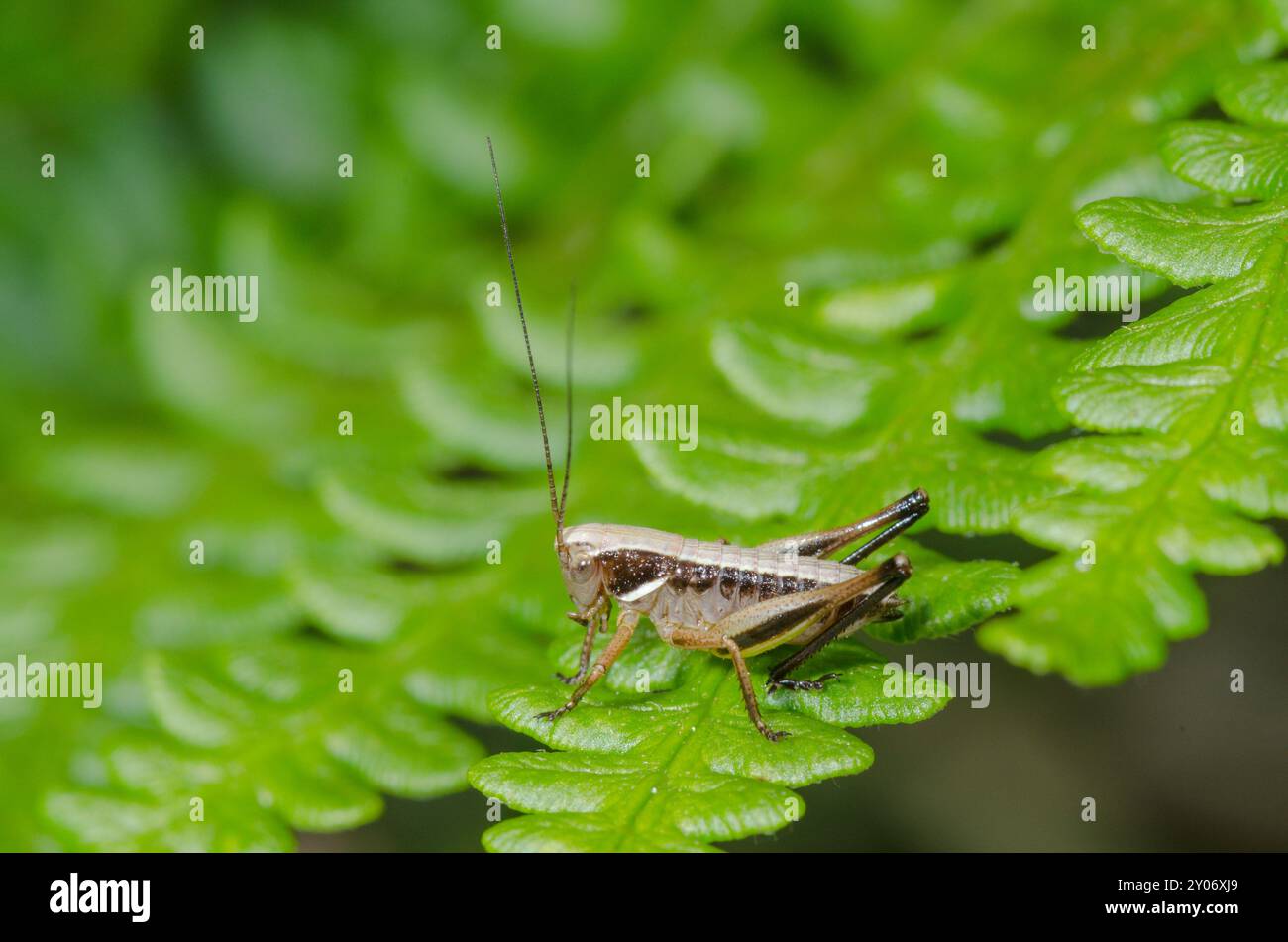 Bog Bush Cricket nymph (Metrioptera brachyptera). Tettigonioidea. Sussex, Regno Unito Foto Stock