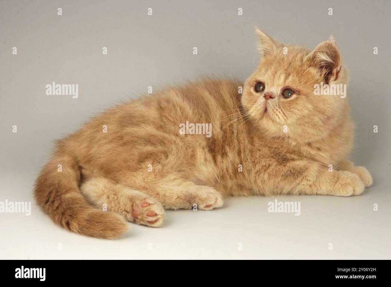 Esotico Red Tabby Kitten Foto Stock
