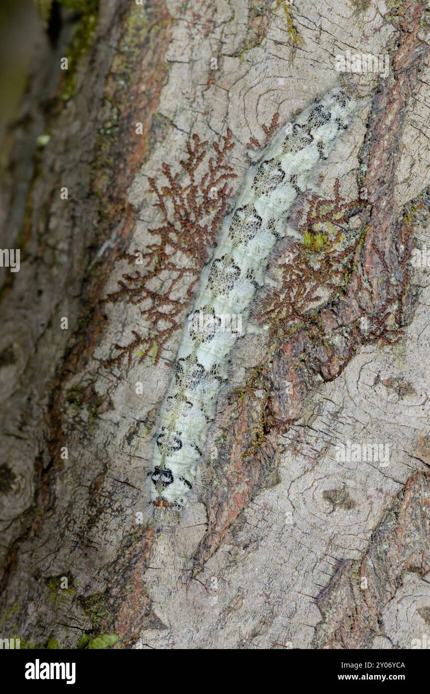 Ben mimetizzato Lappet Moth Caterpillar che discende un albero (Gastropacha quercifolia), Lasiocampidae. Sussex, Regno Unito Foto Stock