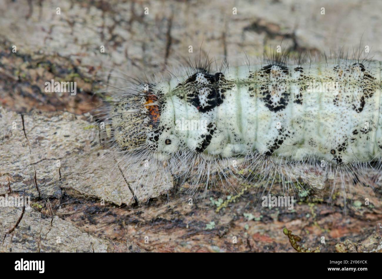 Particolare del capo di Lappet Moth Caterpillar (Gastropacha quercifolia), Lasiocampidae. Sussex, Regno Unito Foto Stock