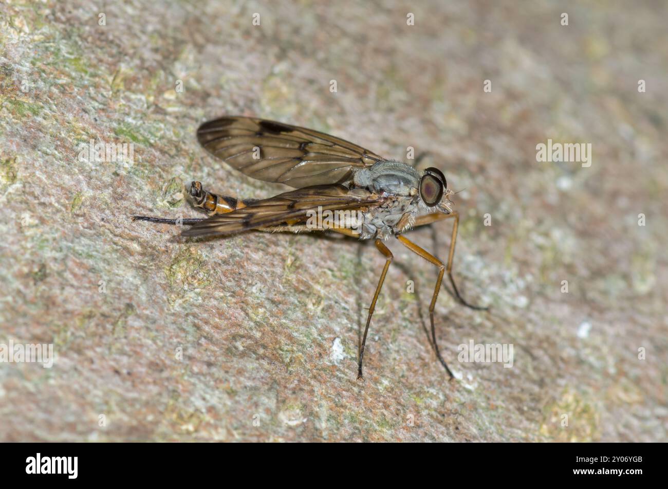 Maschio Downlooker Snipe Fly at Rest (Rhagio scolopaceus), Rhagionidae. Sussex, Regno Unito Foto Stock