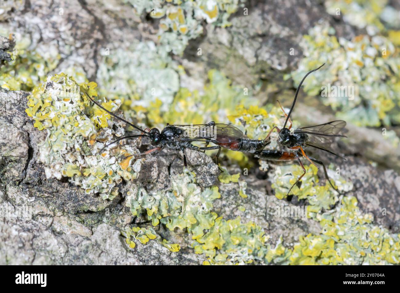 Accoppiamento Ichneumon o Darwin Wasps accoppiati. Ichneumonidae. Sussex, Regno Unito Foto Stock