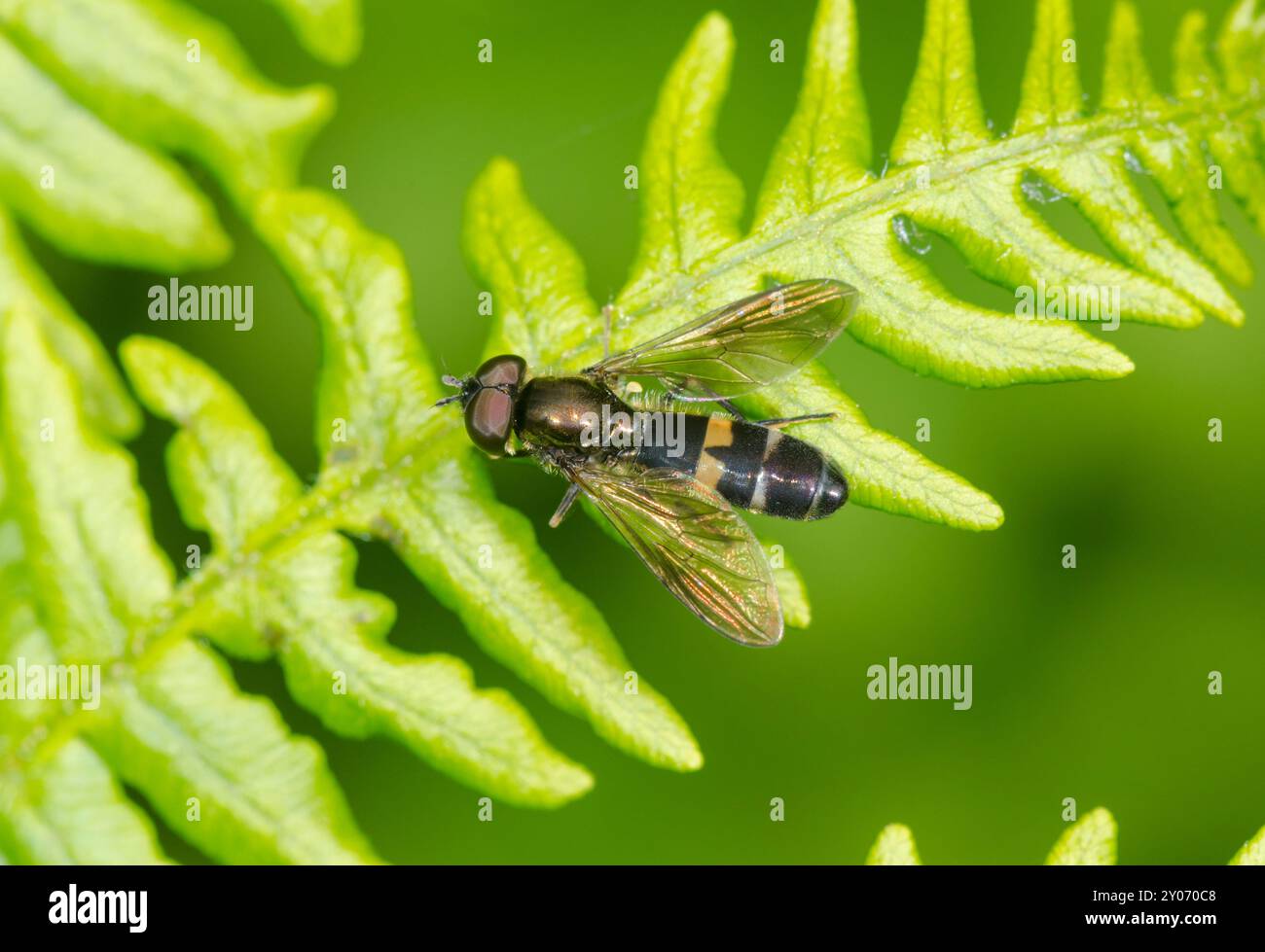 Punto doppio Boxer Hoverfly (Platycheirus rosarum). Syrphidae. Sussex, Regno Unito Foto Stock