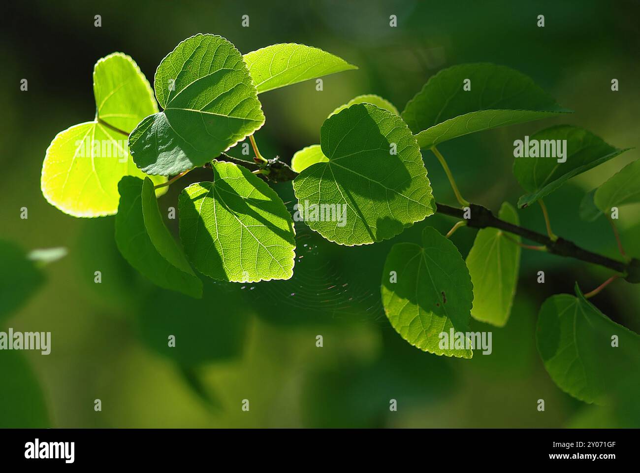 Alla luce del sole Foto Stock