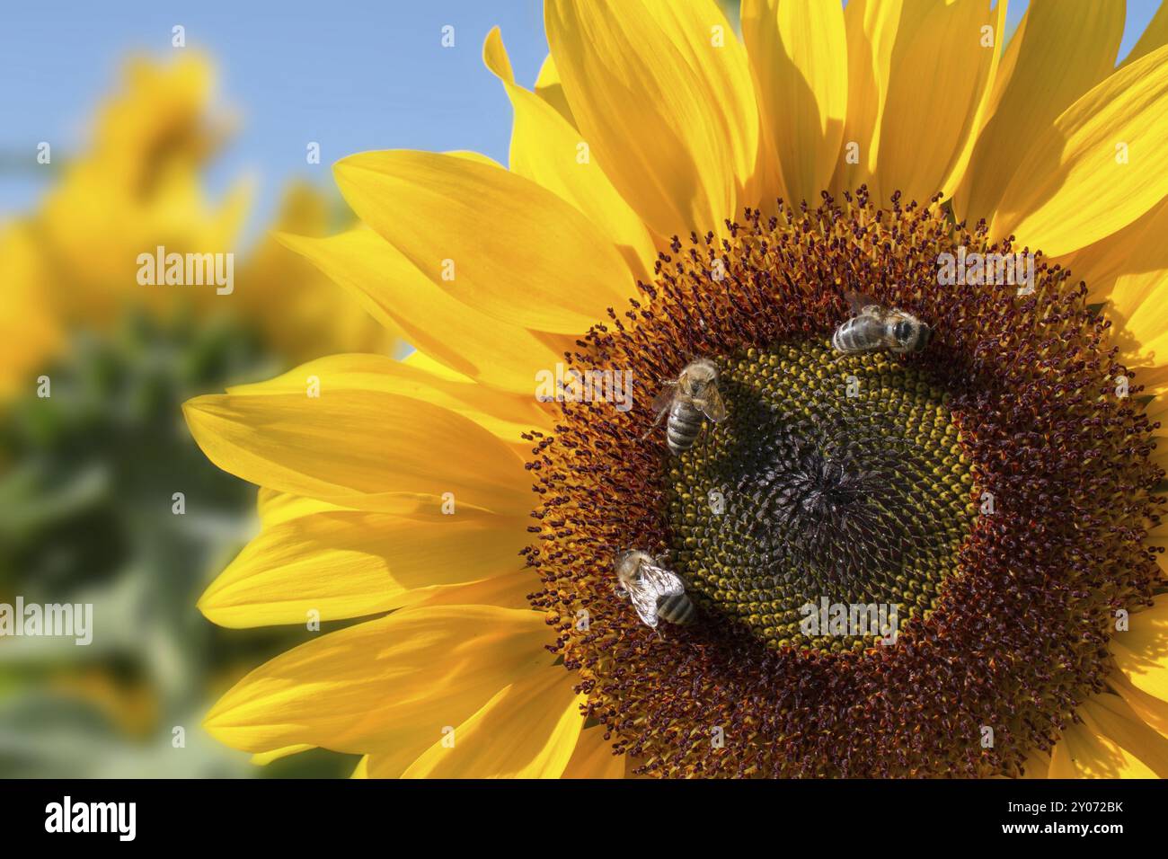 Fioritura di Girasole giallo fiore di api e cielo blu, ora legale Foto Stock
