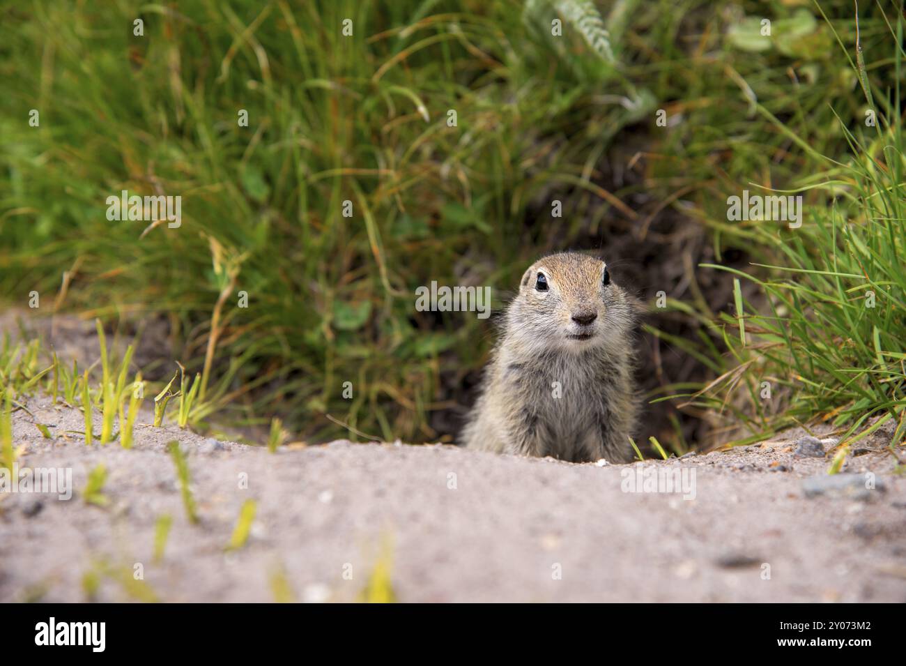 Primo piano: Scoiattolo di terra caucasico che guarda attentamente Foto Stock