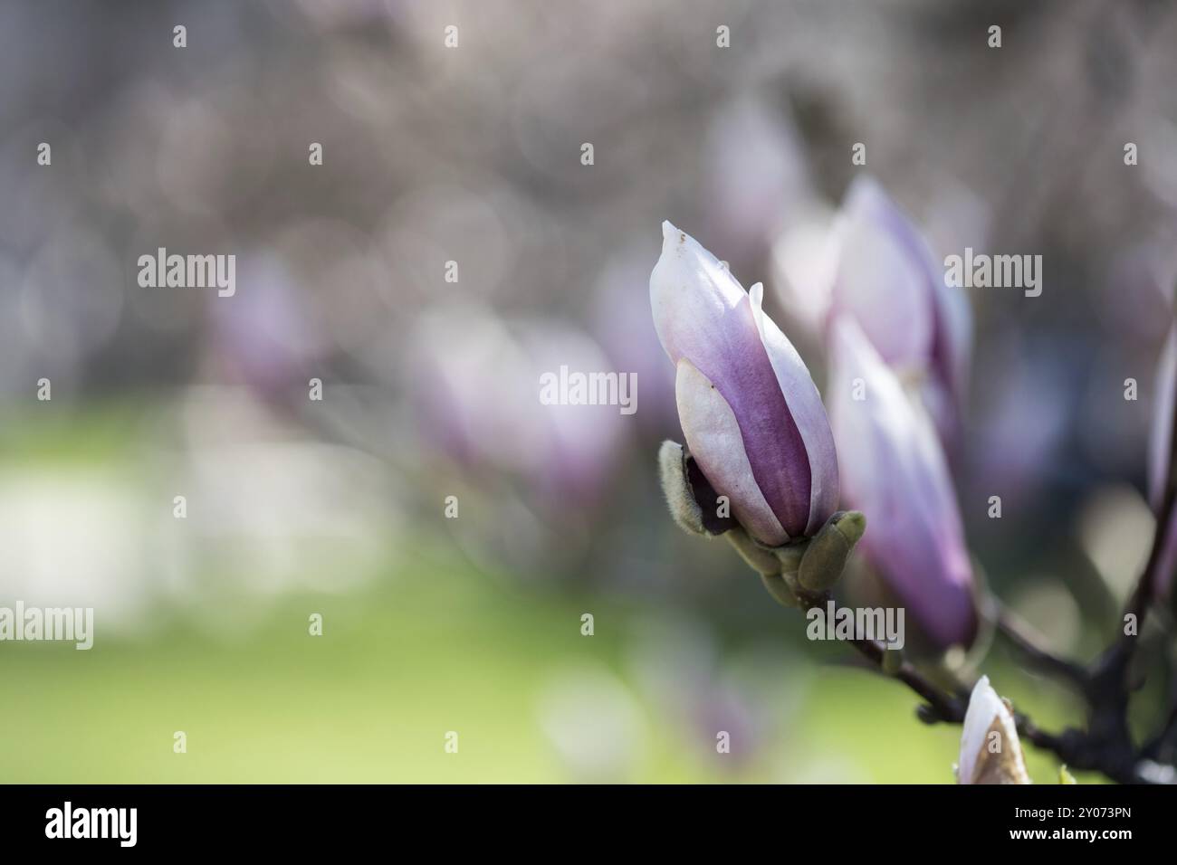Splendida magnolia fiorisce in primavera, Salisburgo, bellezza Foto Stock