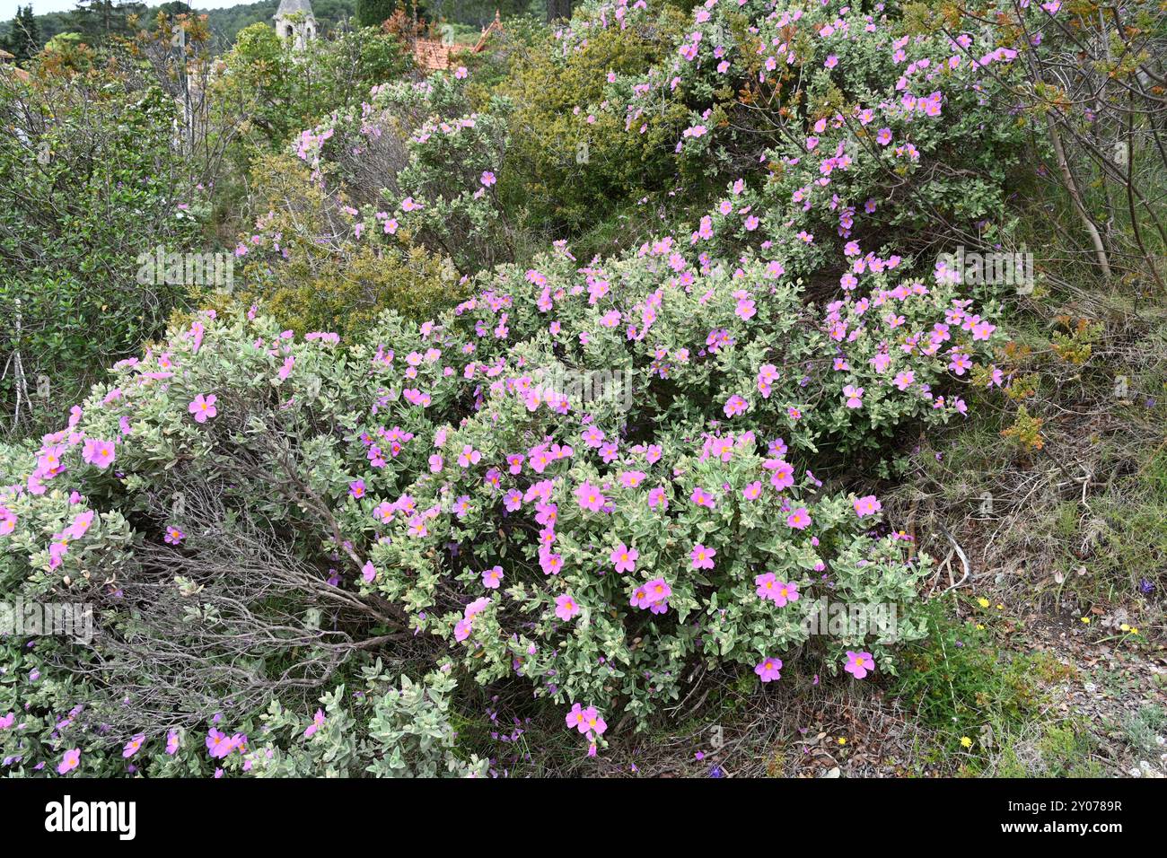 Fioritura di cisto arbusto o cespuglio, Cistus albidus, che cresce nella macchia maquis o Garrigue in Provenza, Francia meridionale Foto Stock