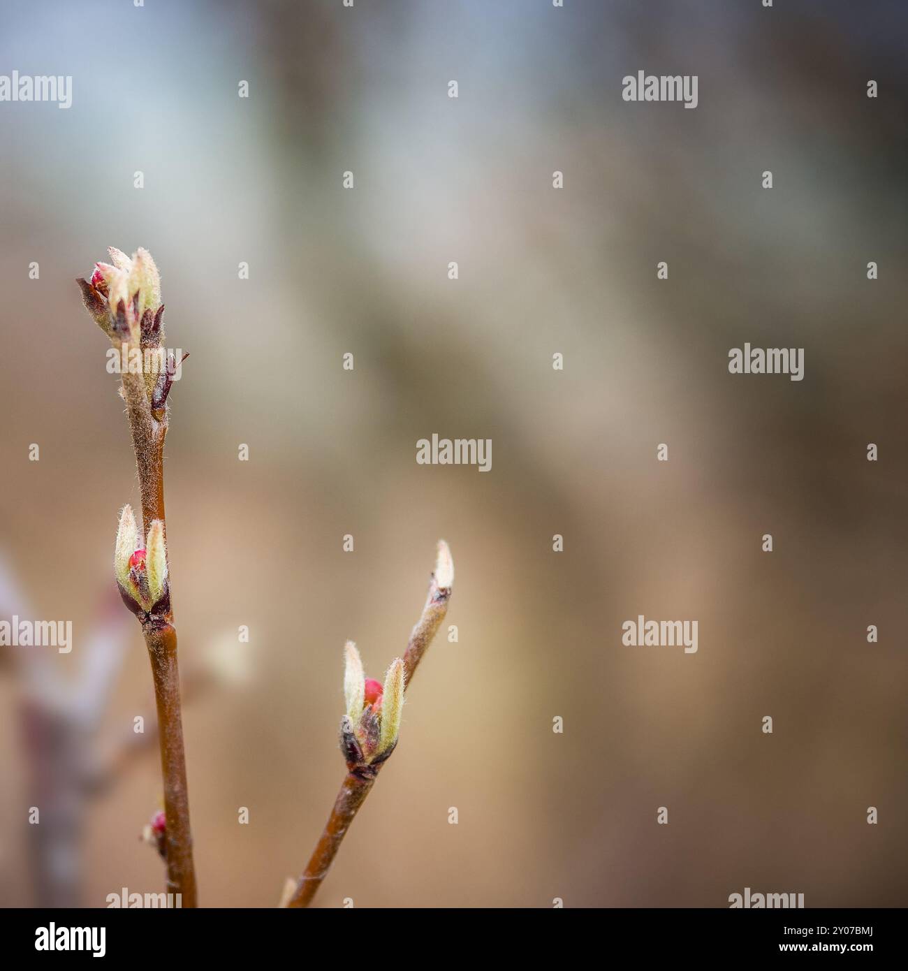 Frische Triebe an Zweigen im Fruehling Foto Stock