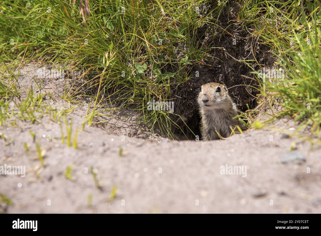 Primo piano: Scoiattolo di terra caucasico che guarda attentamente Foto Stock