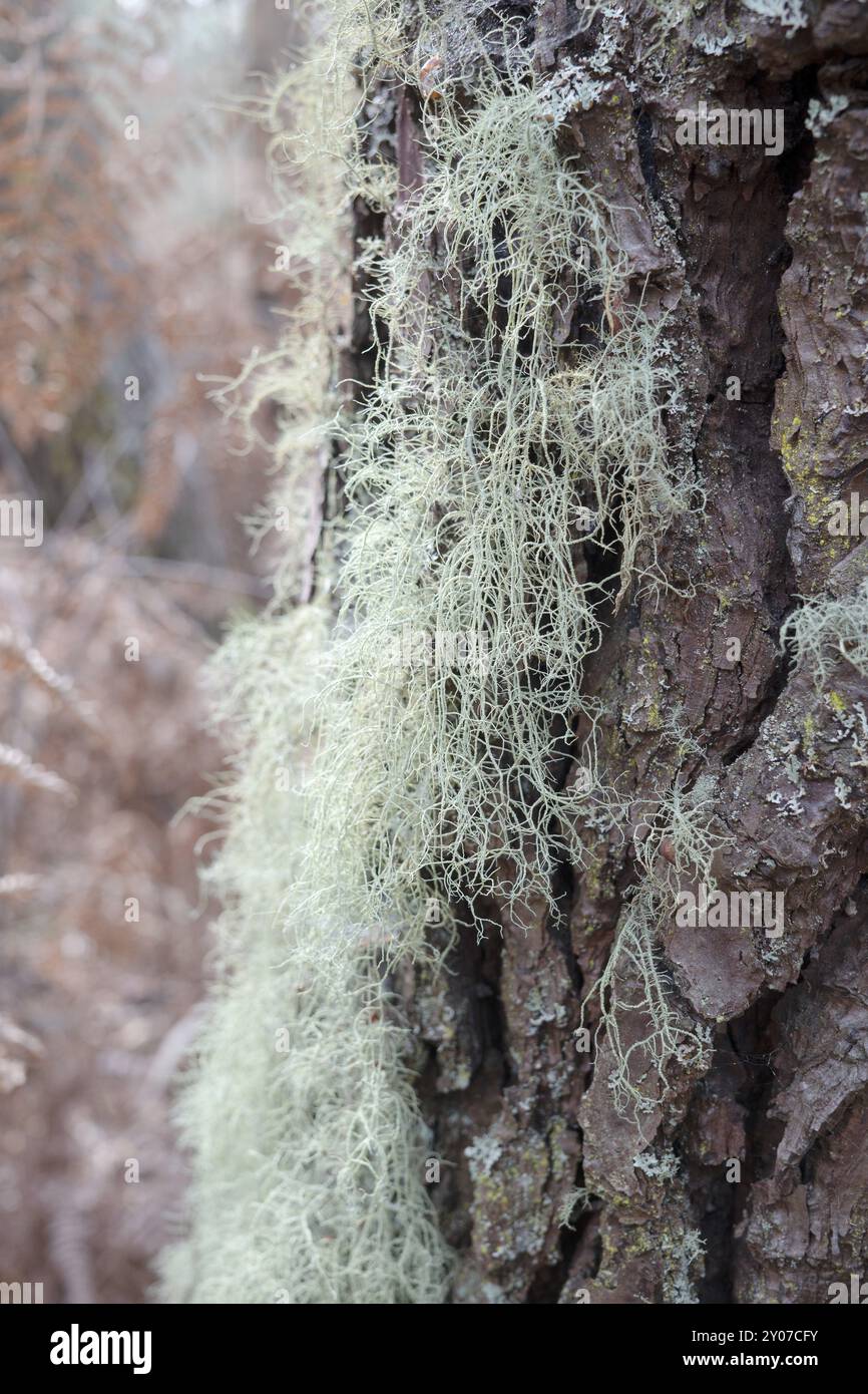 Lichene su pino in autunno. Noto anche come oakmoss (prunastri di Evernia) Foto Stock