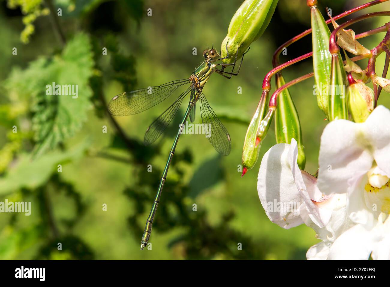 WESTERN Willow Spreadwing o Willow Emerald Damselfly, Lestes viridis, adulto singolo arroccato sulla vegetazione, Norfolk, Regno Unito, 1° settembre 2024 Foto Stock