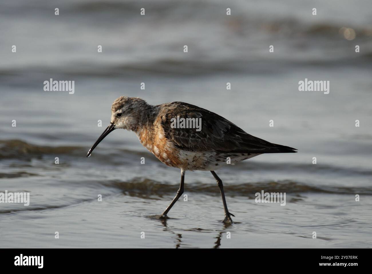 Curlew sandpiper (Calidris ferruginea), Curlew sandpiper Foto Stock