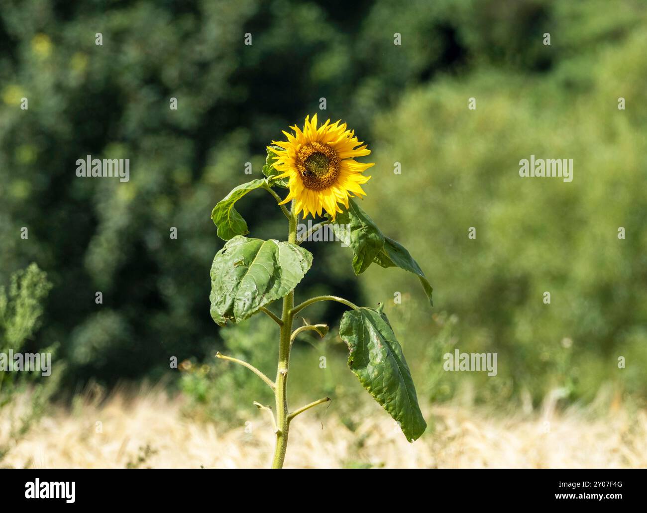 Un solitario girasole comune (Helianthus annuus) che cresce in un campo di orzo in agosto. Scozia, Regno Unito. Foto Stock