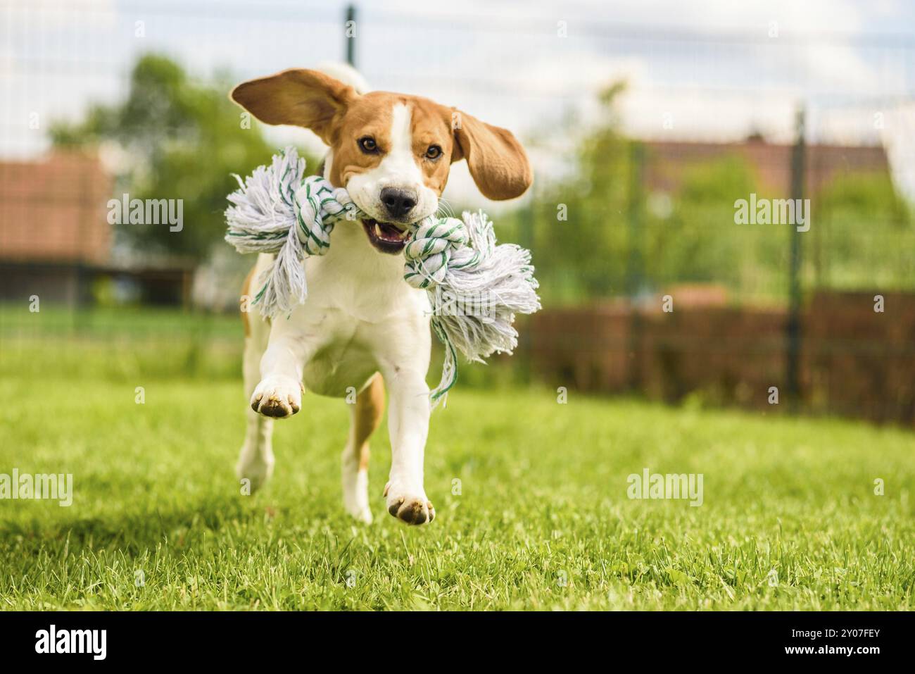 Cane Beagle di salto e in esecuzione con un giocattolo in una piscina esterna verso la telecamera Foto Stock