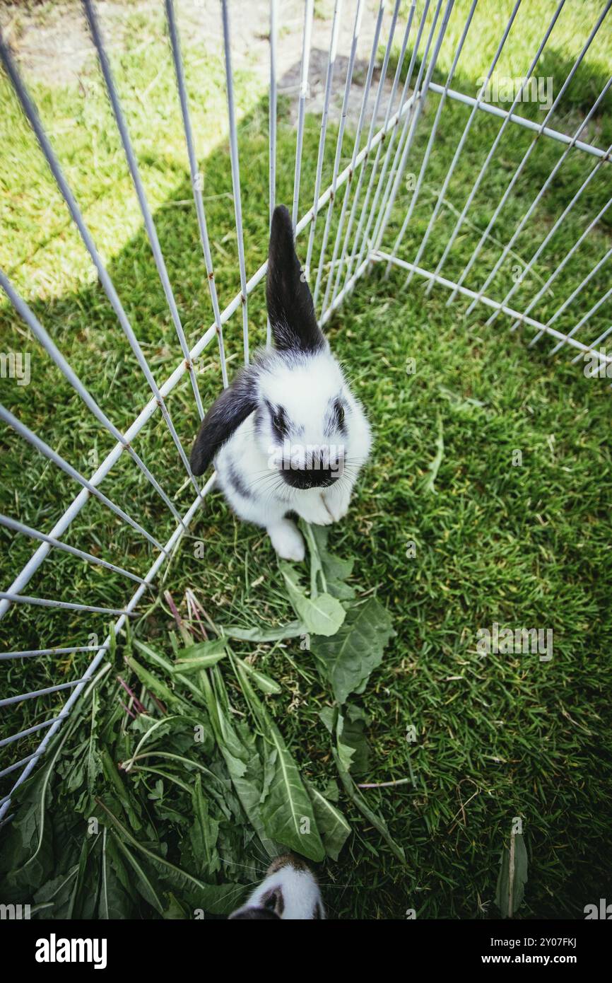 Il piccolo coniglietto è seduto in un complesso all'aperto. Erba verde, primavera Foto Stock