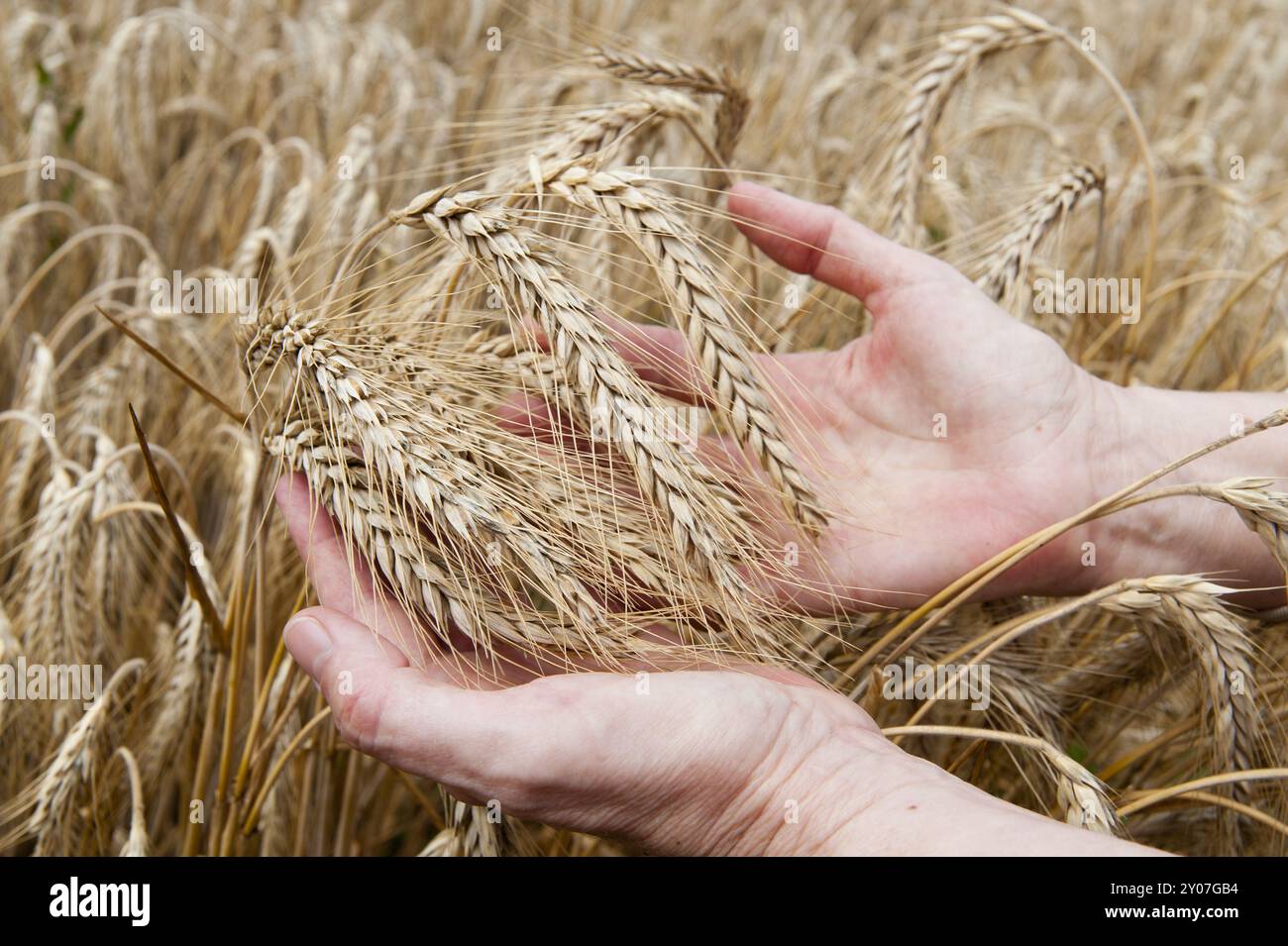 Le mani tengono le orecchie di frumento maturo Foto Stock